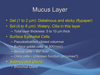 Mucus Layer
• Gel (1 to 2 µm): Gelatinous and sticky (flypaper)
• Sol (4 to 8 µm): Watery, Cilia in this layer
  – Total layer thickness: 5 to 10 µm thick
• Surface Epithelial Cells
  –   Pseudostratified ciliated columnar
  –   Surface goblet cells (6,800/mm 2)
  –   Serous cells – Sol layer
  –   Clara cells – Unknown function (enzymes?)
• Submucosal Gland
  – Bronchial Gland
 