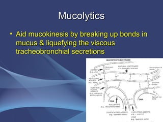 Mucolytics
• Aid mucokinesis by breaking up bonds in
  mucus & liquefying the viscous
  tracheobronchial secretions
 