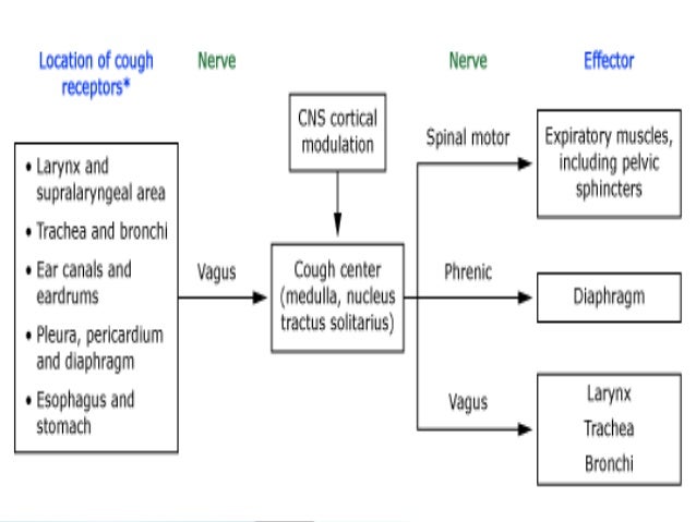 Cough pertussis cell diagram 