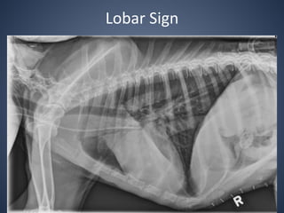Lobar Pattern The Radiographic Approach to the Coughing Dog | PPTX