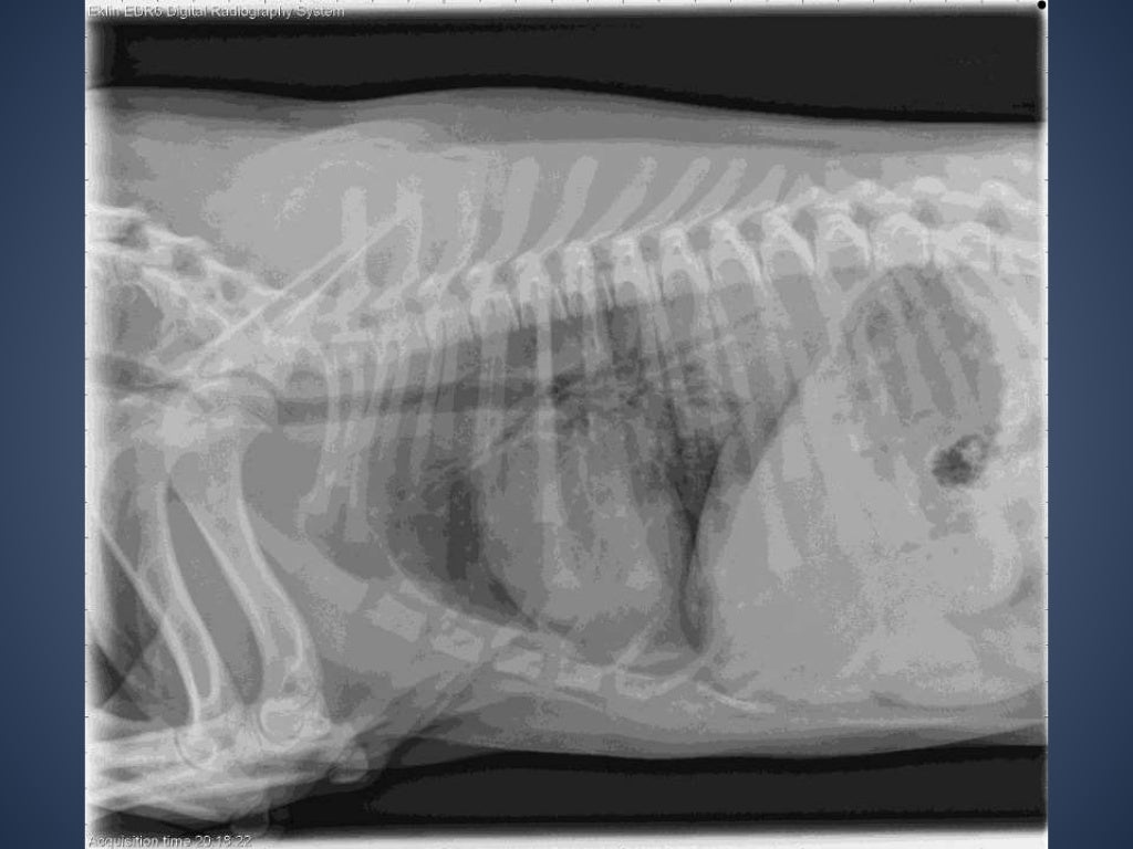 The Radiographic Approach to the Coughing Dog