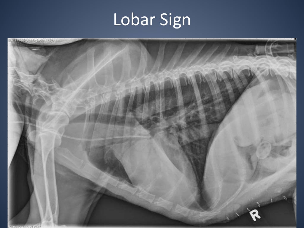 The Radiographic Approach to the Coughing Dog
