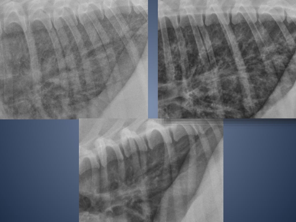 The Radiographic Approach to the Coughing Dog