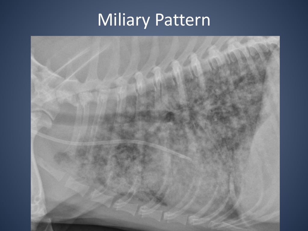 The Radiographic Approach to the Coughing Dog