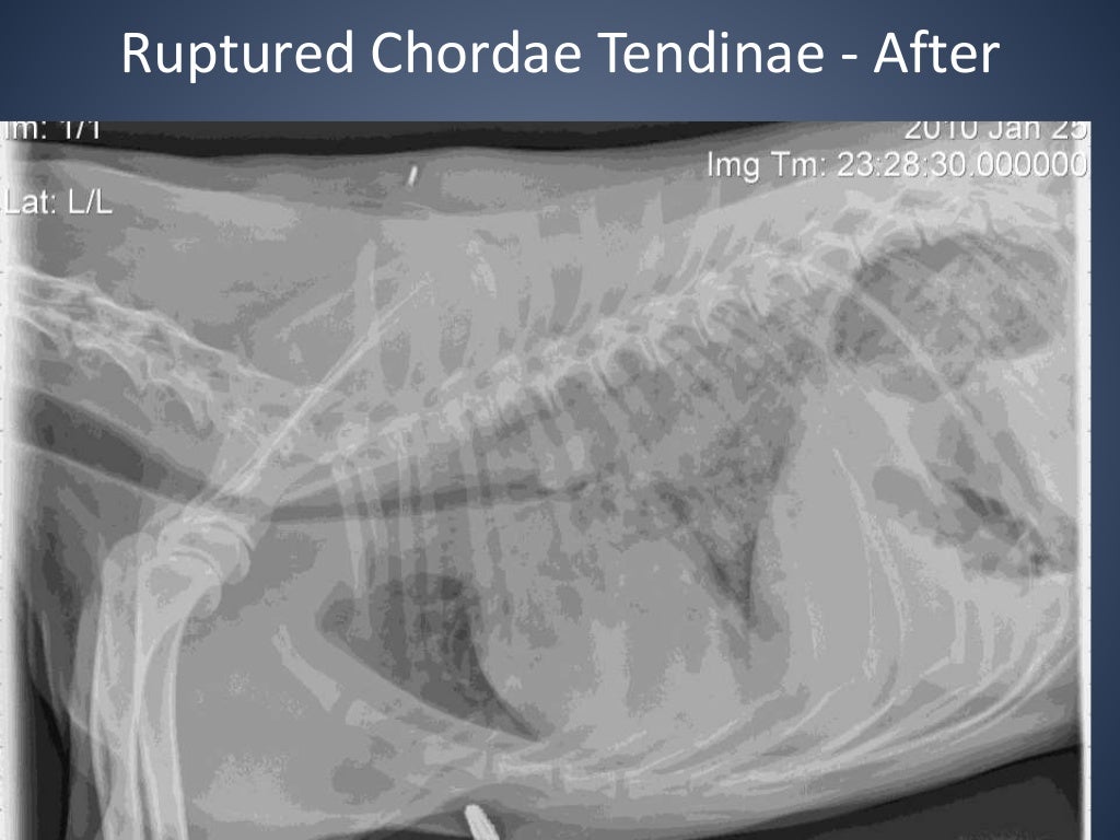 The Radiographic Approach to the Coughing Dog