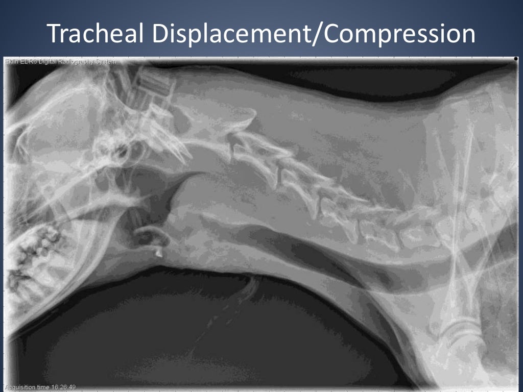 The Radiographic Approach to the Coughing Dog