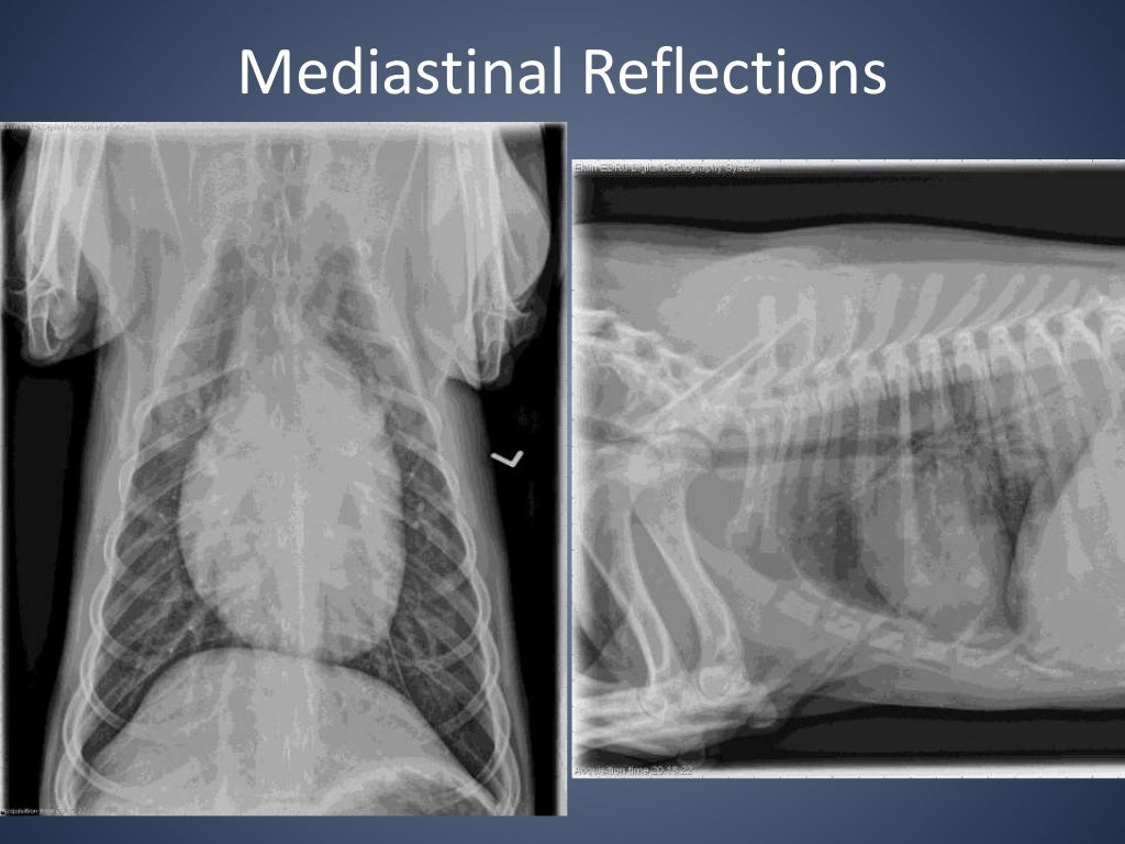 The Radiographic Approach to the Coughing Dog
