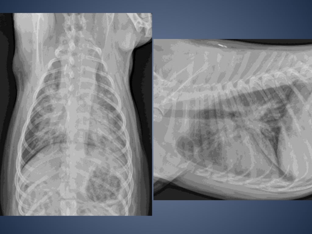 The Radiographic Approach to the Coughing Dog