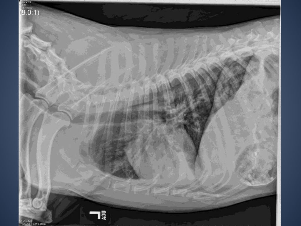The Radiographic Approach to the Coughing Dog