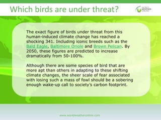 www.worldweatheronline.com
Which birds are under threat?
The exact figure of birds under threat from this
human-induced cl...