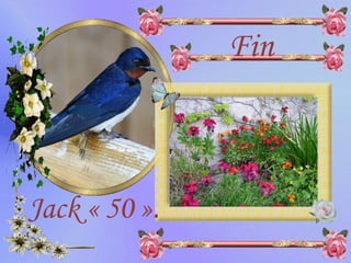 Fin Jack « 50 ». 