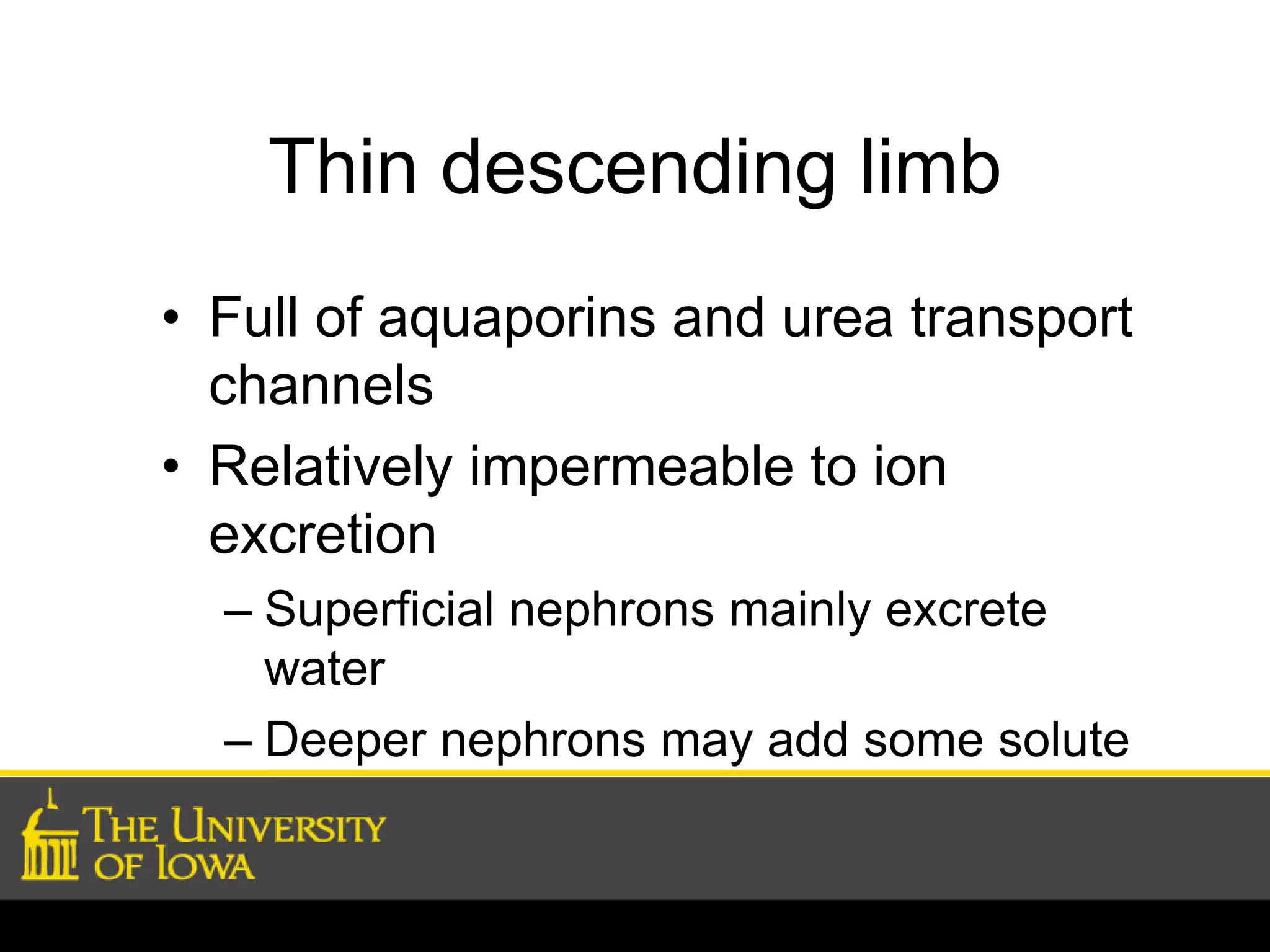 Thin descending limb 
• Full of aquaporins and urea transport 
channels 
• Relatively impermeable to ion 
excretion 
– Superficial nephrons mainly excrete 
water 
– Deeper nephrons may add some solute 
 