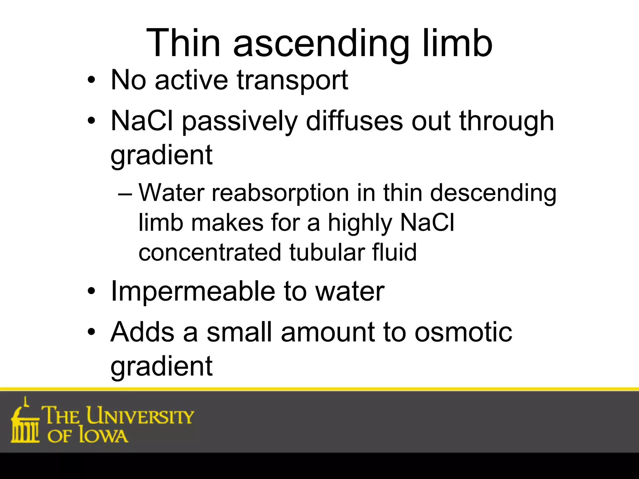 Thin ascending limb 
• No active transport 
• NaCl passively diffuses out through 
gradient 
– Water reabsorption in thin descending 
limb makes for a highly NaCl 
concentrated tubular fluid 
• Impermeable to water 
• Adds a small amount to osmotic 
gradient 
 