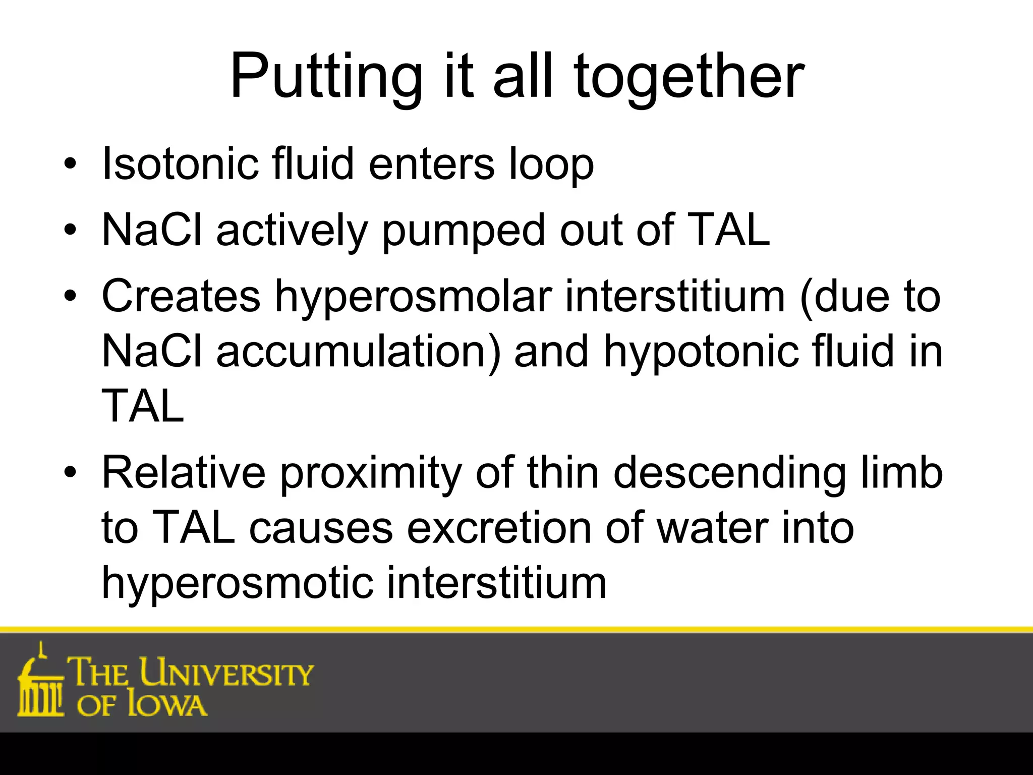 Putting it all together 
• Isotonic fluid enters loop 
• NaCl actively pumped out of TAL 
• Creates hyperosmolar interstitium (due to 
NaCl accumulation) and hypotonic fluid in 
TAL 
• Relative proximity of thin descending limb 
to TAL causes excretion of water into 
hyperosmotic interstitium 
 