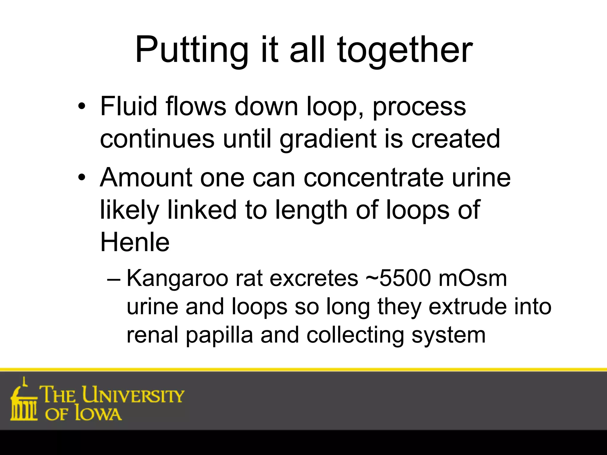Putting it all together 
• Fluid flows down loop, process 
continues until gradient is created 
• Amount one can concentrate urine 
likely linked to length of loops of 
Henle 
– Kangaroo rat excretes ~5500 mOsm 
urine and loops so long they extrude into 
renal papilla and collecting system 
 