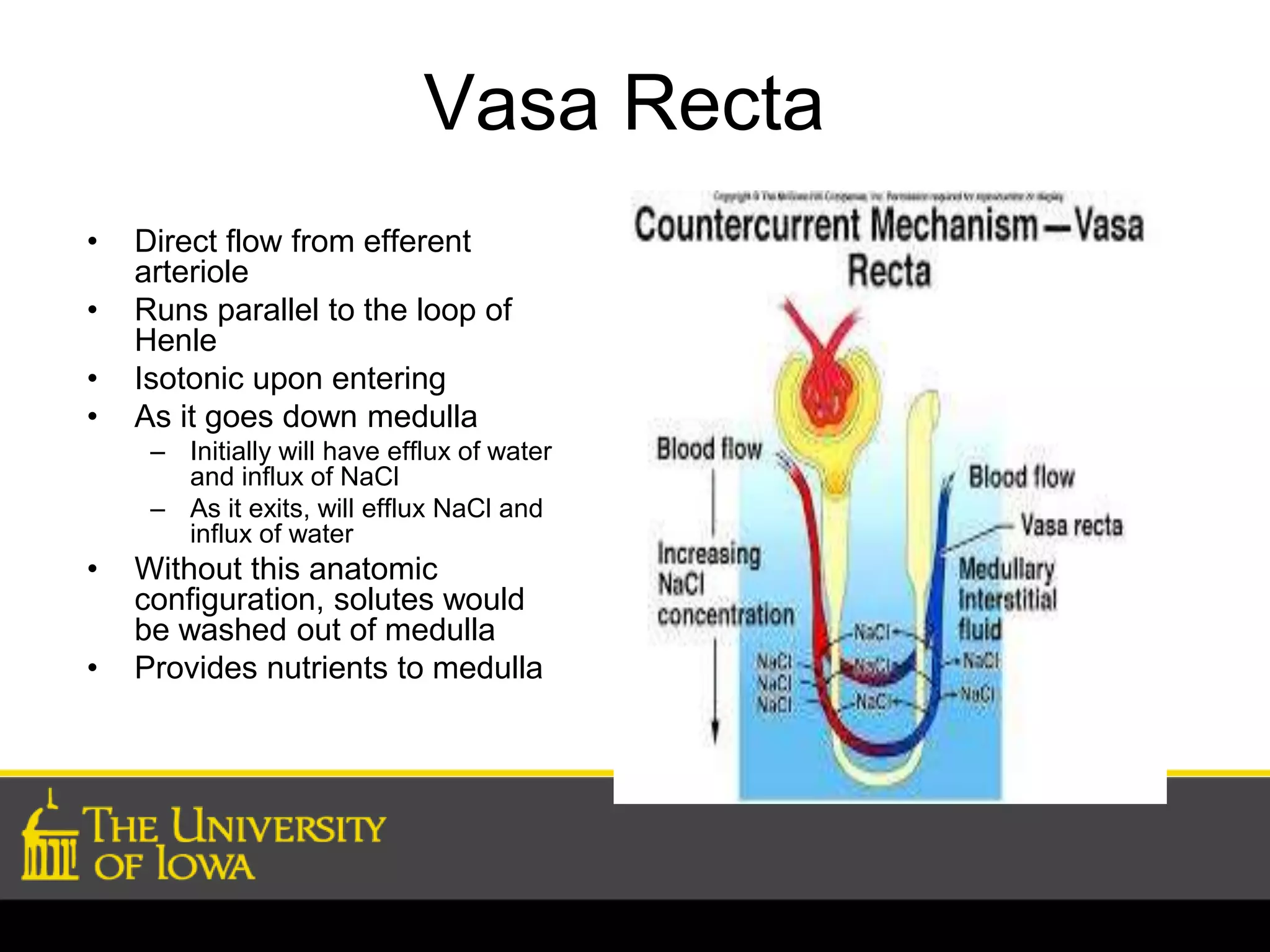 Vasa Recta 
• Direct flow from efferent 
arteriole 
• Runs parallel to the loop of 
Henle 
• Isotonic upon entering 
• As it goes down medulla 
– Initially will have efflux of water 
and influx of NaCl 
– As it exits, will efflux NaCl and 
influx of water 
• Without this anatomic 
configuration, solutes would 
be washed out of medulla 
• Provides nutrients to medulla 
 