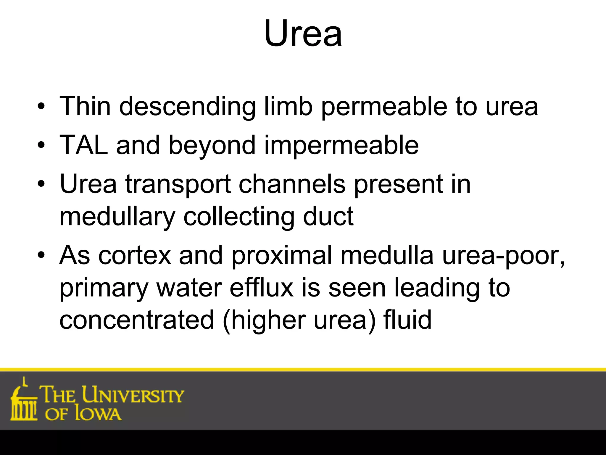 Urea 
• Thin descending limb permeable to urea 
• TAL and beyond impermeable 
• Urea transport channels present in 
medullary collecting duct 
• As cortex and proximal medulla urea-poor, 
primary water efflux is seen leading to 
concentrated (higher urea) fluid 
 