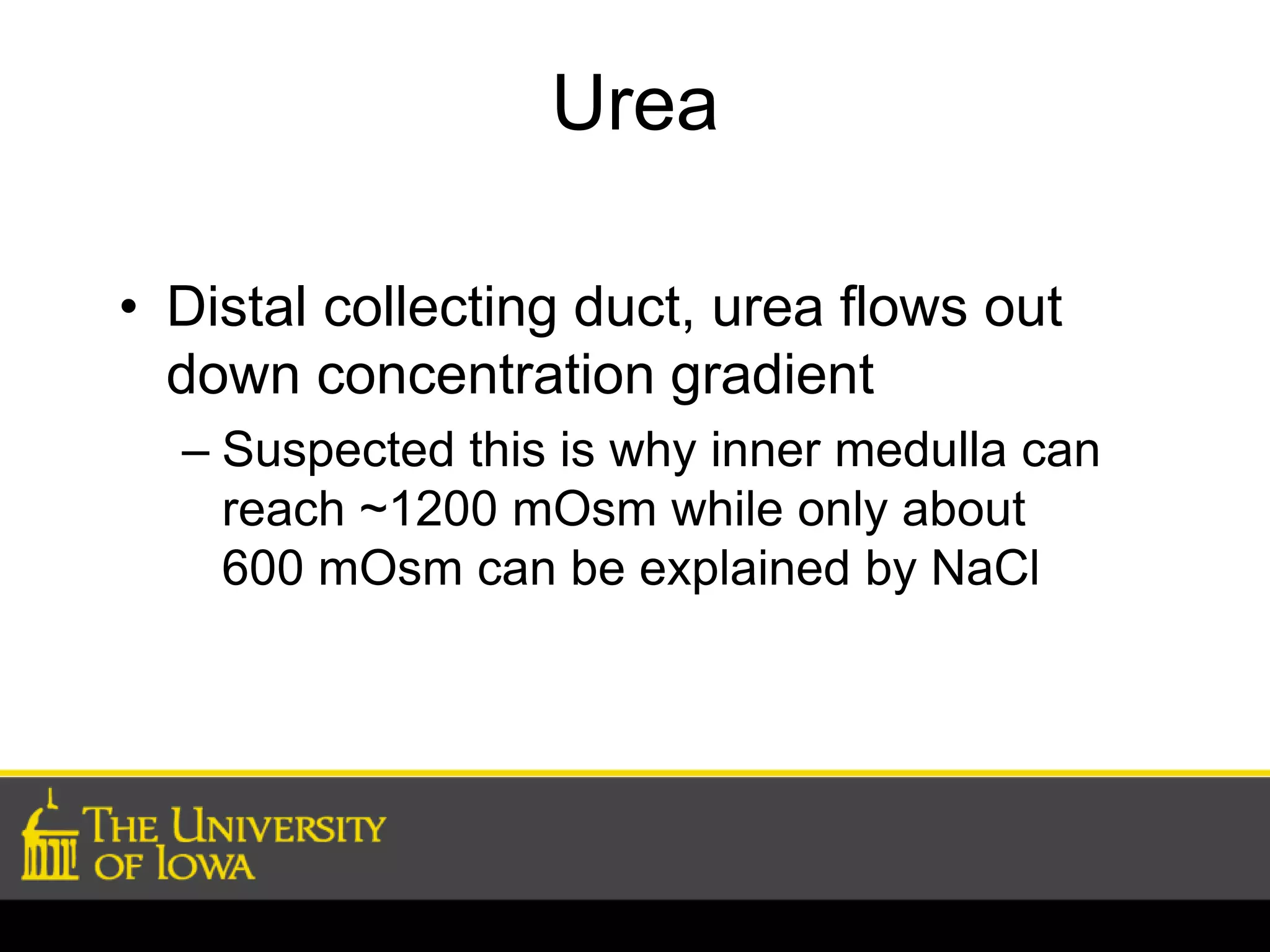 Urea 
• Distal collecting duct, urea flows out 
down concentration gradient 
– Suspected this is why inner medulla can 
reach ~1200 mOsm while only about 
600 mOsm can be explained by NaCl 
 