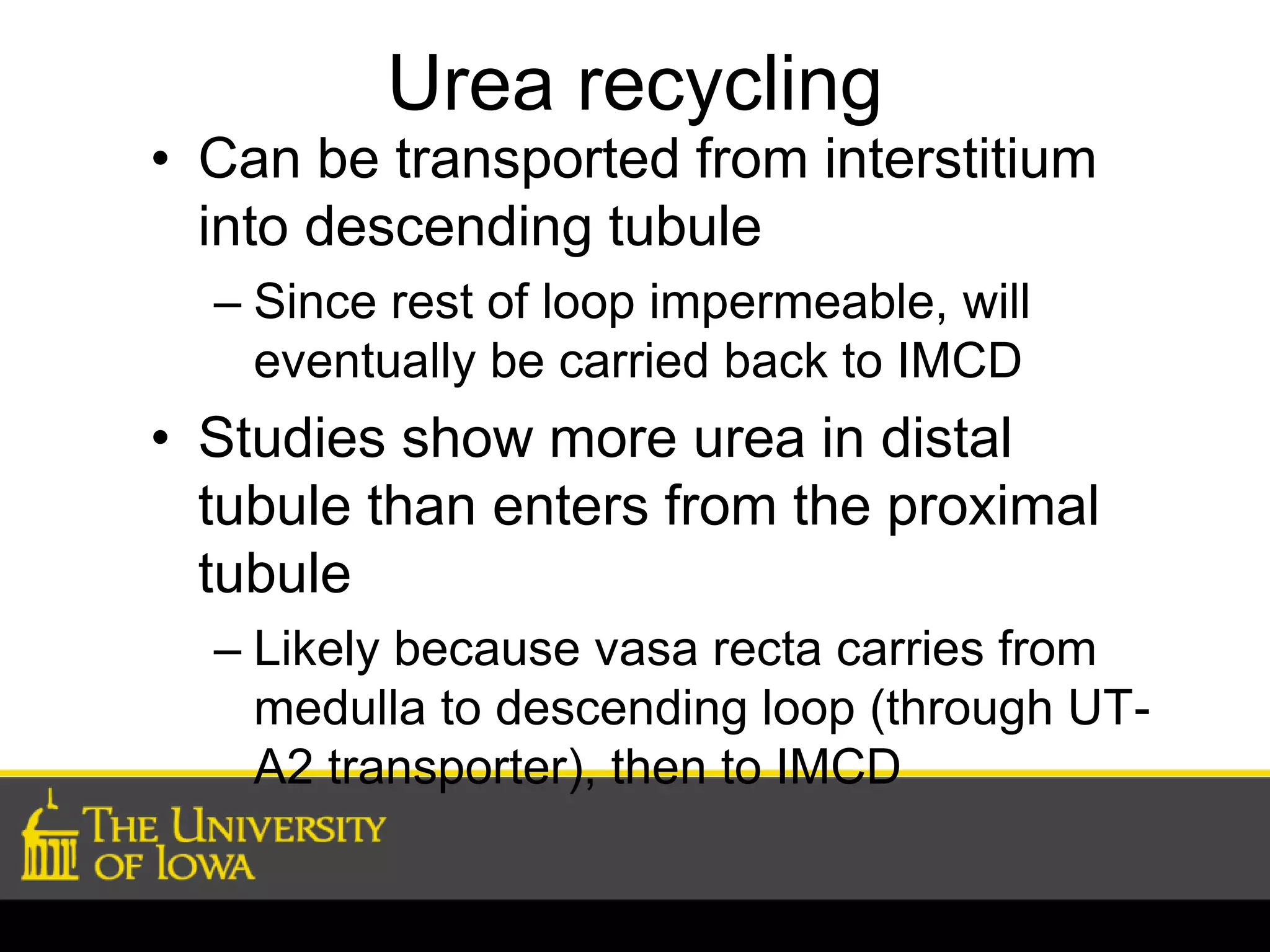Urea recycling 
• Can be transported from interstitium 
into descending tubule 
– Since rest of loop impermeable, will 
eventually be carried back to IMCD 
• Studies show more urea in distal 
tubule than enters from the proximal 
tubule 
– Likely because vasa recta carries from 
medulla to descending loop (through UT-A2 
transporter), then to IMCD 
 
