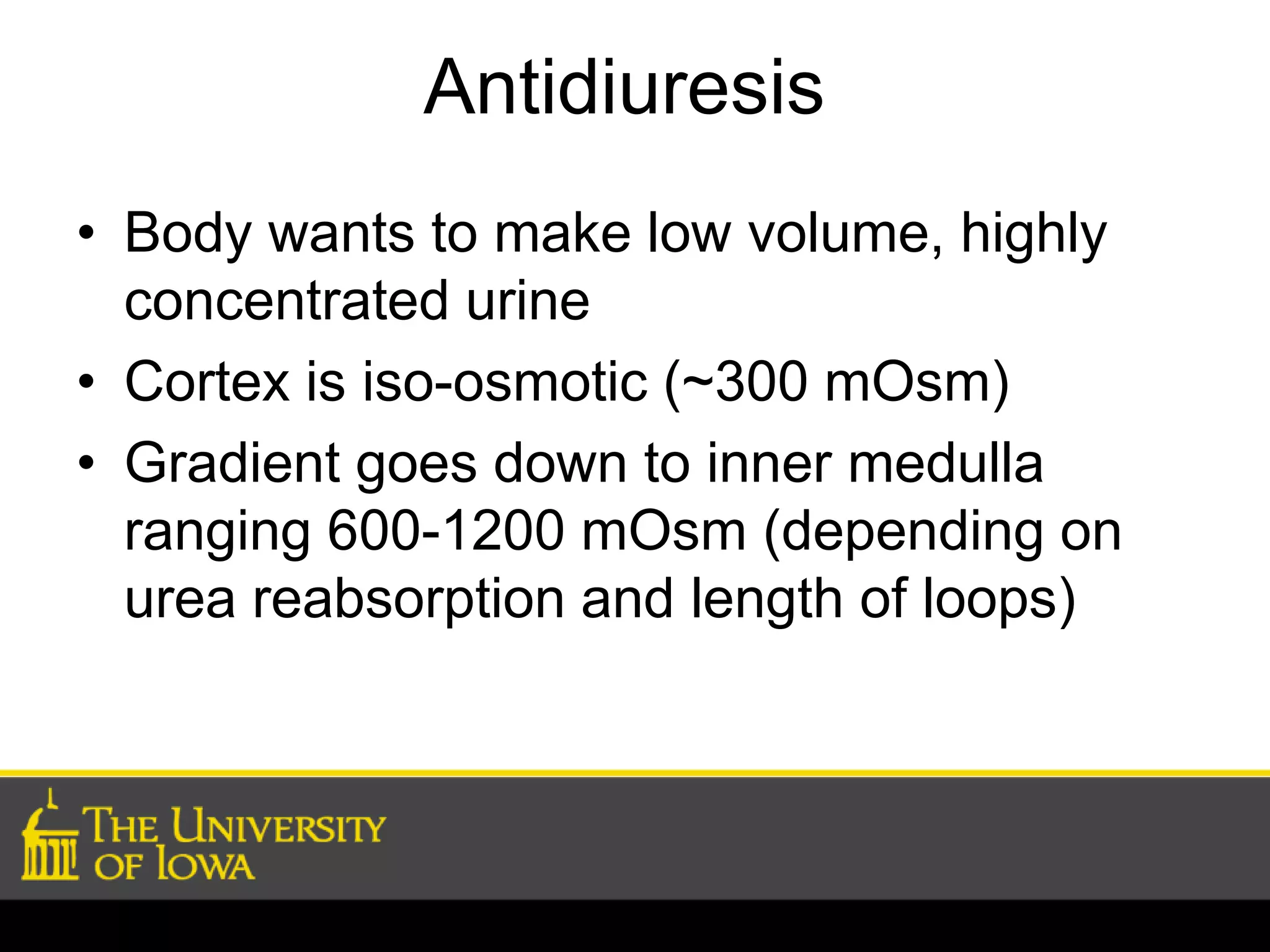 Antidiuresis 
• Body wants to make low volume, highly 
concentrated urine 
• Cortex is iso-osmotic (~300 mOsm) 
• Gradient goes down to inner medulla 
ranging 600-1200 mOsm (depending on 
urea reabsorption and length of loops) 
 