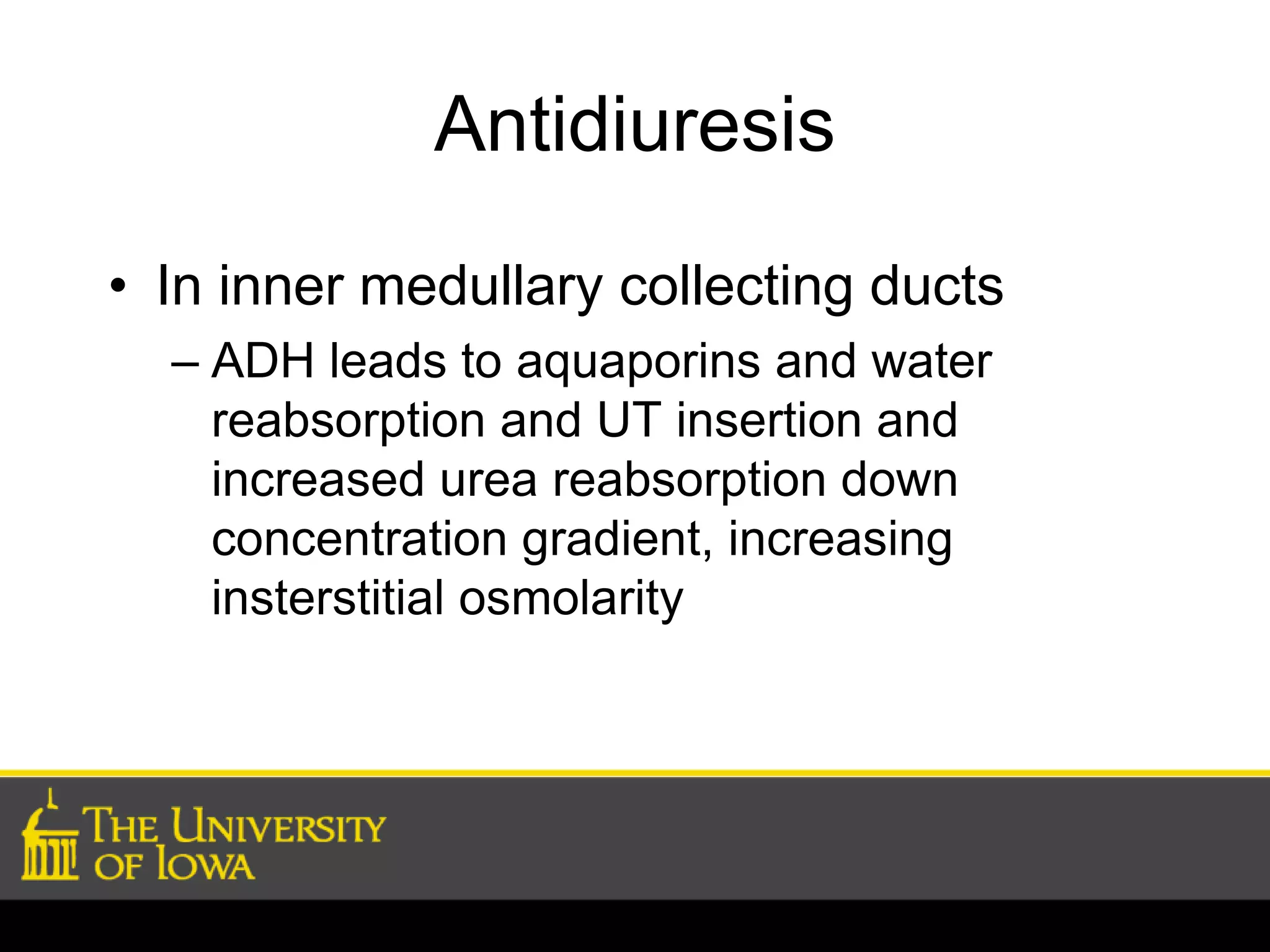 Antidiuresis 
• In inner medullary collecting ducts 
– ADH leads to aquaporins and water 
reabsorption and UT insertion and 
increased urea reabsorption down 
concentration gradient, increasing 
insterstitial osmolarity 
 
