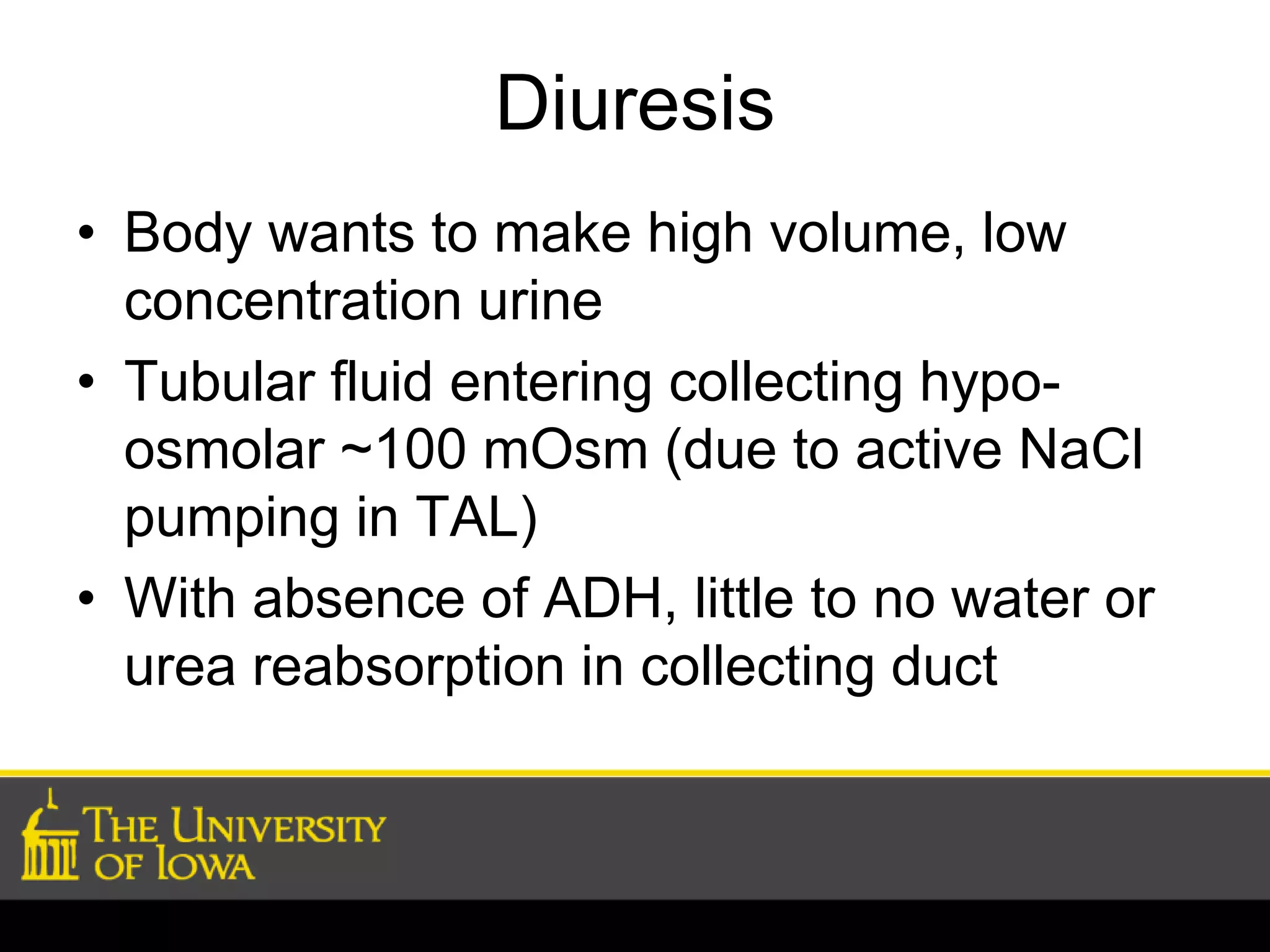 Diuresis 
• Body wants to make high volume, low 
concentration urine 
• Tubular fluid entering collecting hypo-osmolar 
~100 mOsm (due to active NaCl 
pumping in TAL) 
• With absence of ADH, little to no water or 
urea reabsorption in collecting duct 
 