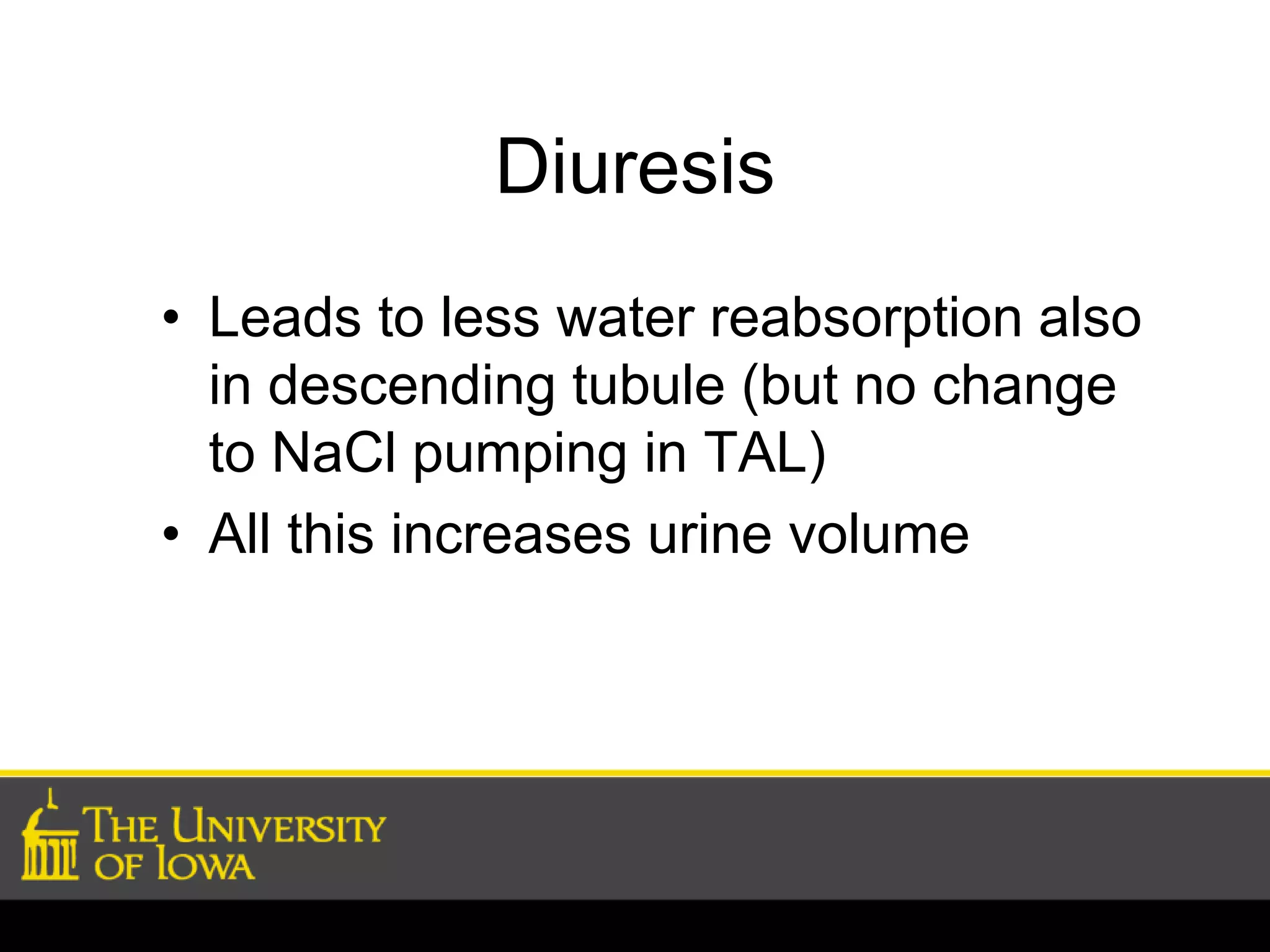 Diuresis 
• Leads to less water reabsorption also 
in descending tubule (but no change 
to NaCl pumping in TAL) 
• All this increases urine volume 
 