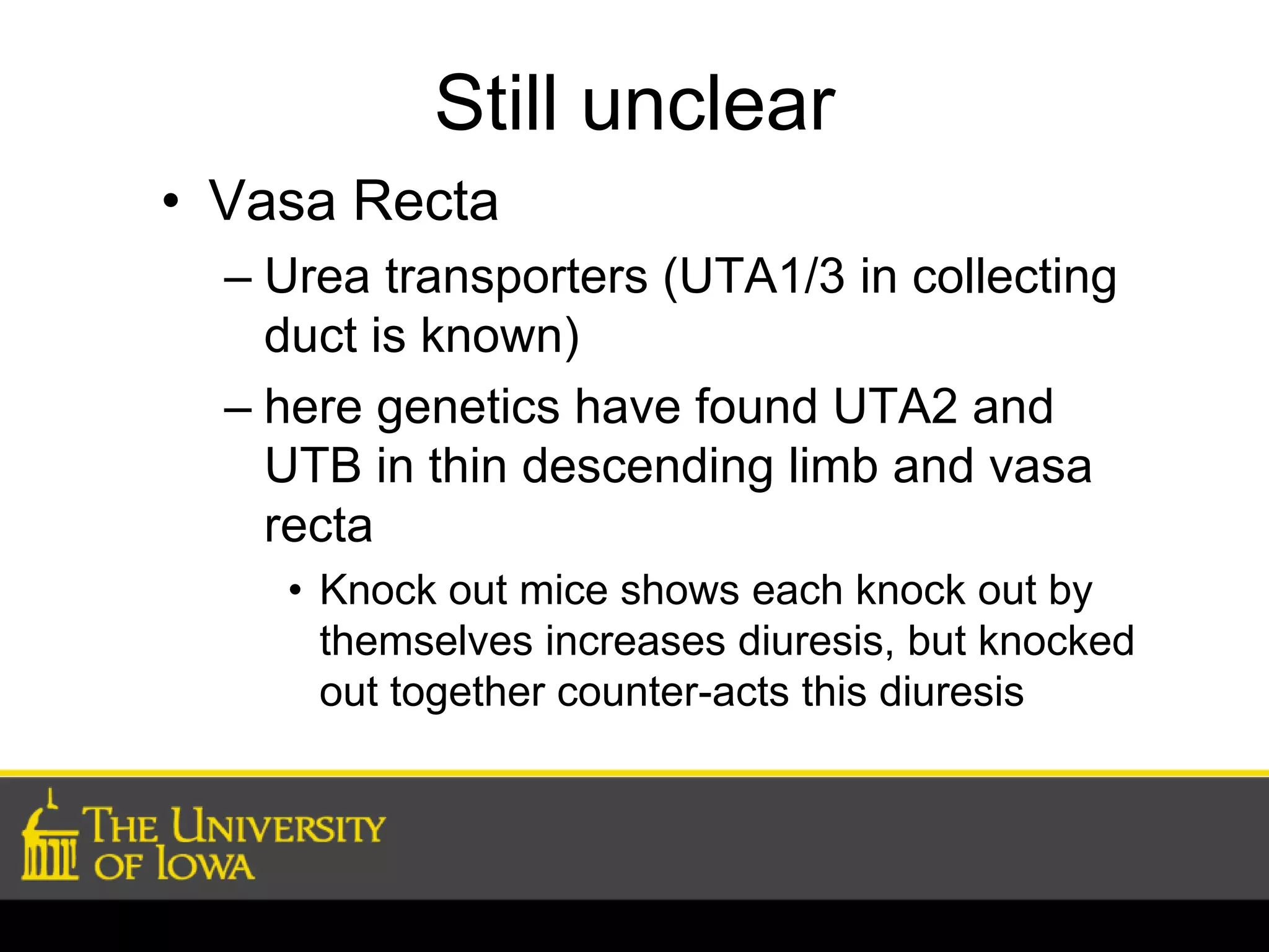 Still unclear 
• Vasa Recta 
– Urea transporters (UTA1/3 in collecting 
duct is known) 
– here genetics have found UTA2 and 
UTB in thin descending limb and vasa 
recta 
• Knock out mice shows each knock out by 
themselves increases diuresis, but knocked 
out together counter-acts this diuresis 
 