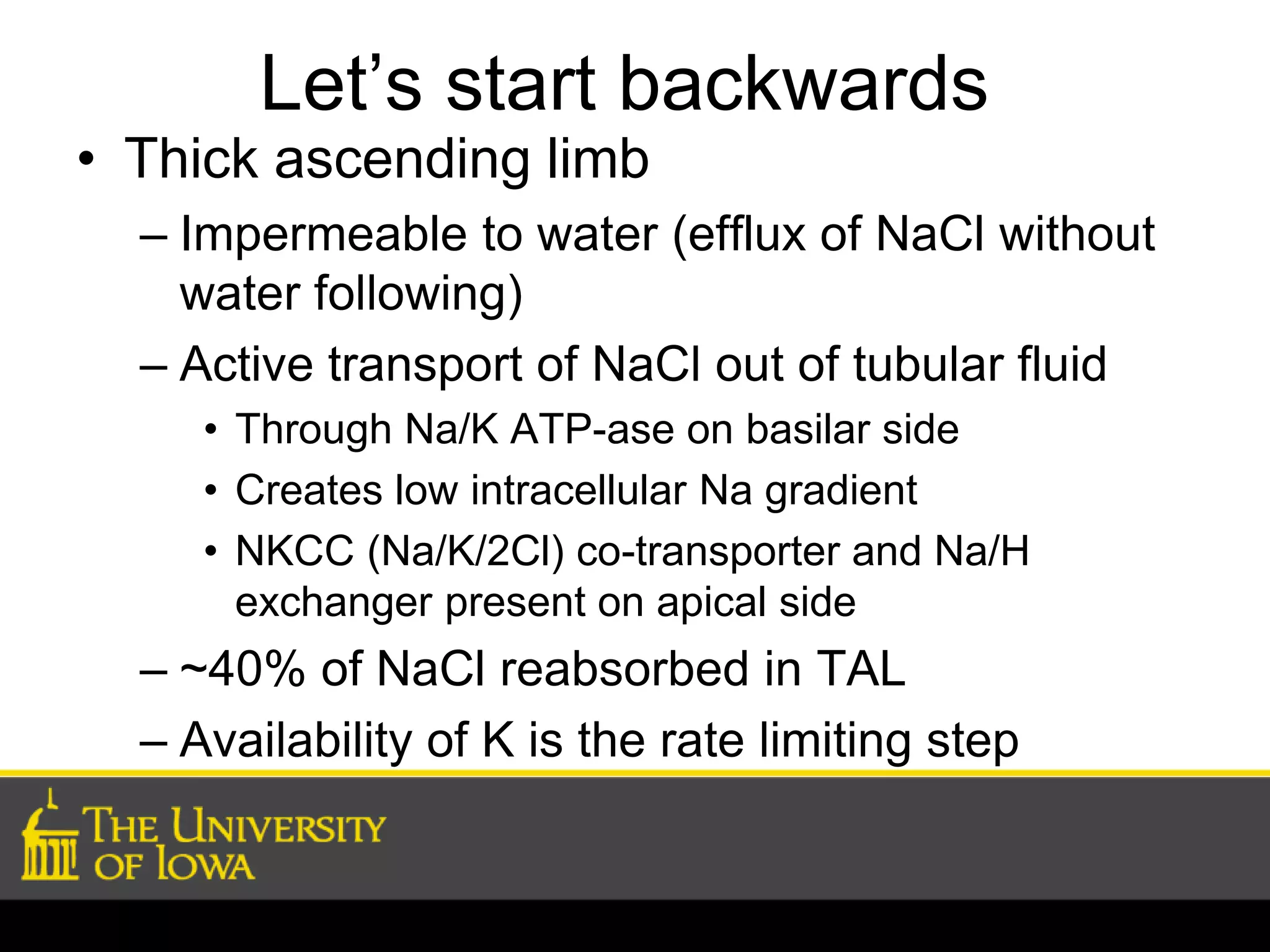 Let’s start backwards 
• Thick ascending limb 
– Impermeable to water (efflux of NaCl without 
water following) 
– Active transport of NaCl out of tubular fluid 
• Through Na/K ATP-ase on basilar side 
• Creates low intracellular Na gradient 
• NKCC (Na/K/2Cl) co-transporter and Na/H 
exchanger present on apical side 
– ~40% of NaCl reabsorbed in TAL 
– Availability of K is the rate limiting step 
 