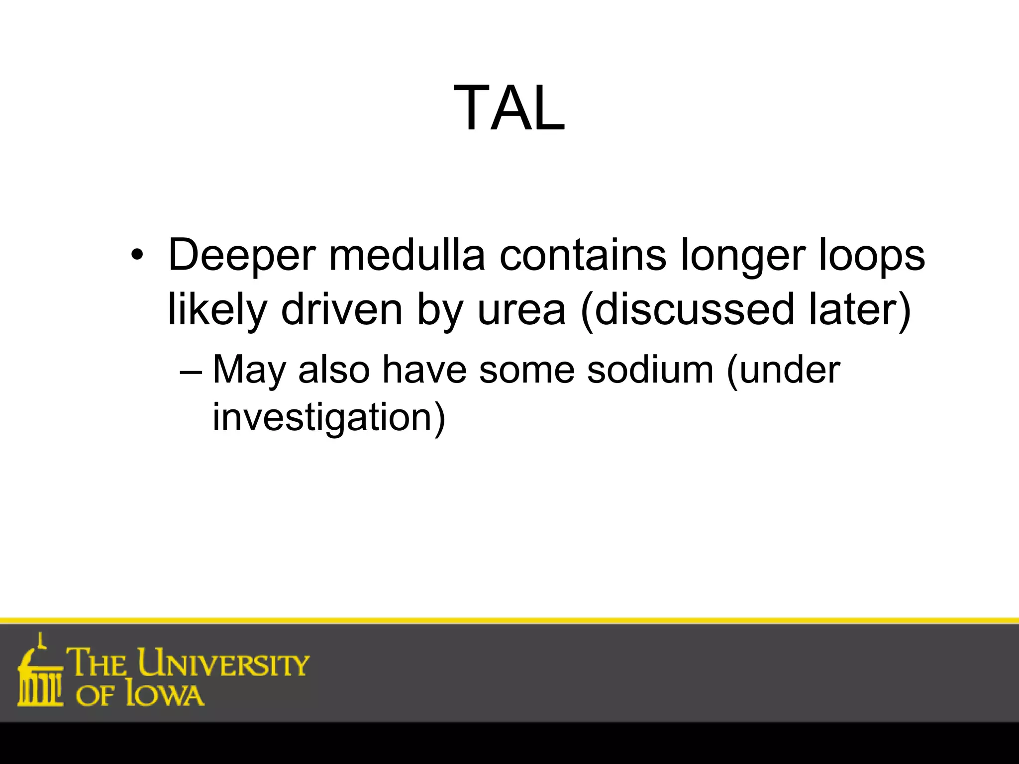 TAL 
• Deeper medulla contains longer loops 
likely driven by urea (discussed later) 
– May also have some sodium (under 
investigation) 
 