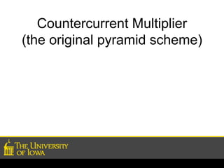 Countercurrent Multiplier 
(the original pyramid scheme) 
 