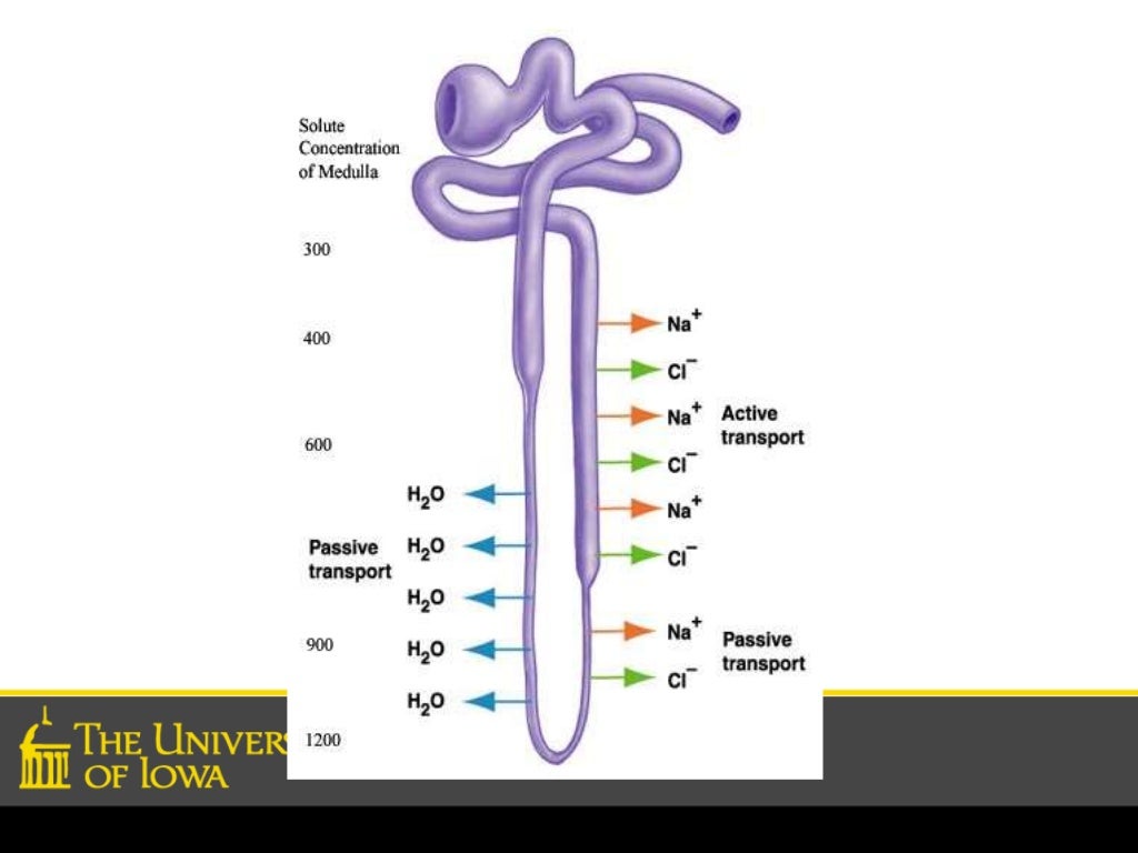 Countercurrent Mechanism In Kidney