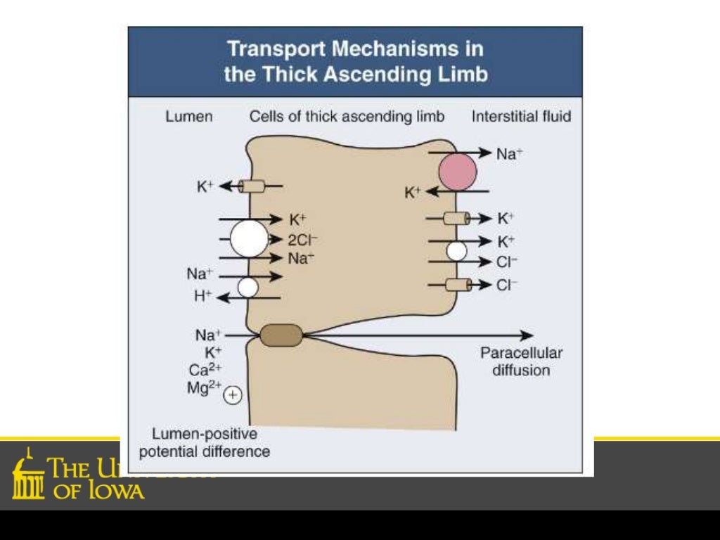 Countercurrent Mechanism In Kidney