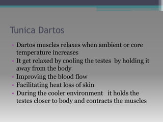 Tunica Dartos
• Dartos muscles relaxes when ambient or core
temperature increases
• It get relaxed by cooling the testes by holding it
away from the body
• Improving the blood flow
• Facilitating heat loss of skin
• During the cooler environment it holds the
testes closer to body and contracts the muscles
 