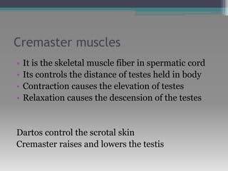 Cremaster muscles
• It is the skeletal muscle fiber in spermatic cord
• Its controls the distance of testes held in body
• Contraction causes the elevation of testes
• Relaxation causes the descension of the testes
Dartos control the scrotal skin
Cremaster raises and lowers the testis
 