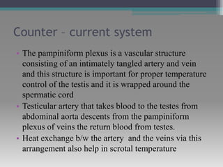 Counter – current system
• The pampiniform plexus is a vascular structure
consisting of an intimately tangled artery and vein
and this structure is important for proper temperature
control of the testis and it is wrapped around the
spermatic cord
• Testicular artery that takes blood to the testes from
abdominal aorta descents from the pampiniform
plexus of veins the return blood from testes.
• Heat exchange b/w the artery and the veins via this
arrangement also help in scrotal temperature
 