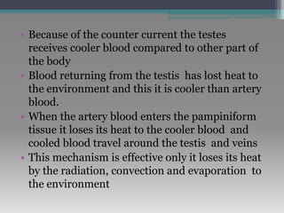 • Because of the counter current the testes
receives cooler blood compared to other part of
the body
• Blood returning from the testis has lost heat to
the environment and this it is cooler than artery
blood.
• When the artery blood enters the pampiniform
tissue it loses its heat to the cooler blood and
cooled blood travel around the testis and veins
• This mechanism is effective only it loses its heat
by the radiation, convection and evaporation to
the environment
 