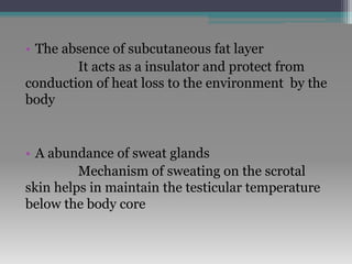 • The absence of subcutaneous fat layer
It acts as a insulator and protect from
conduction of heat loss to the environment by the
body
• A abundance of sweat glands
Mechanism of sweating on the scrotal
skin helps in maintain the testicular temperature
below the body core
 