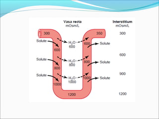 Counter current mechanism | PPT