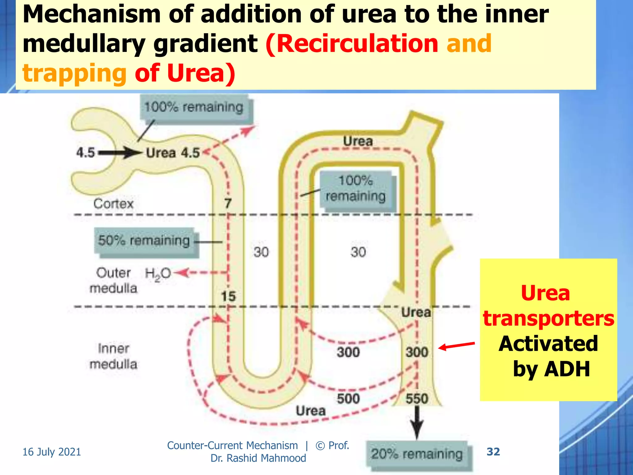 Counter current mechanism PPT