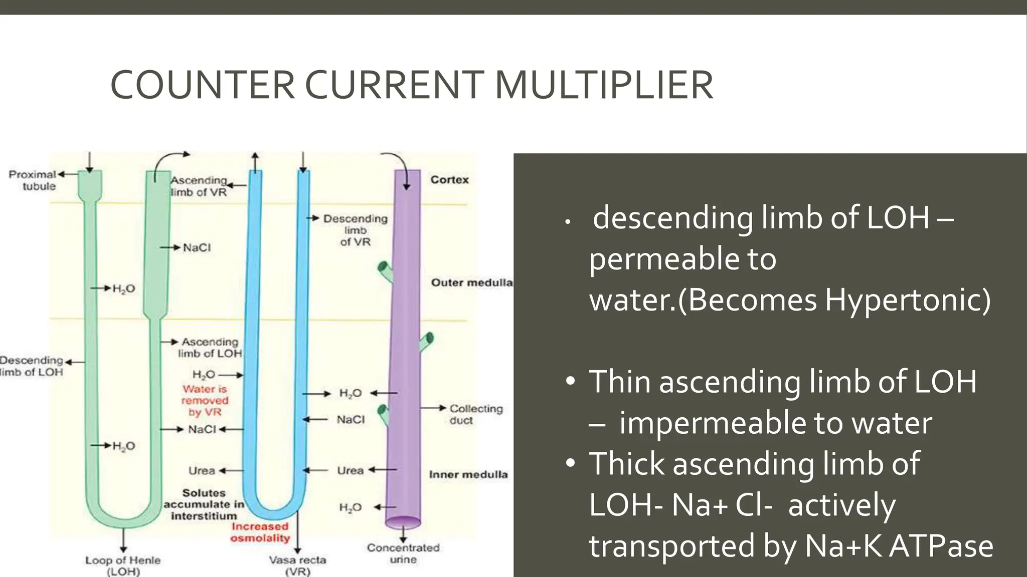 COUNTER CURRENT MULTIPLIER
• descending limb of LOH –
permeable to
water.(Becomes Hypertonic)
• Thin ascending limb of LOH
– impermeable to water
• Thick ascending limb of
LOH- Na+ Cl- actively
transported by Na+KATPase
 