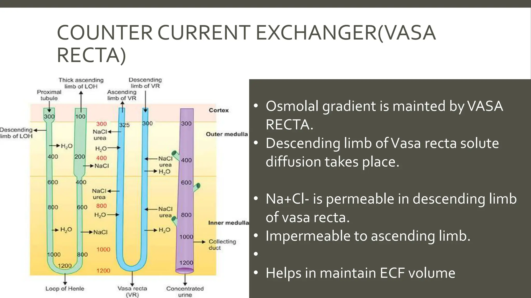 Counter current mechanism multiplier and exchanger PPT