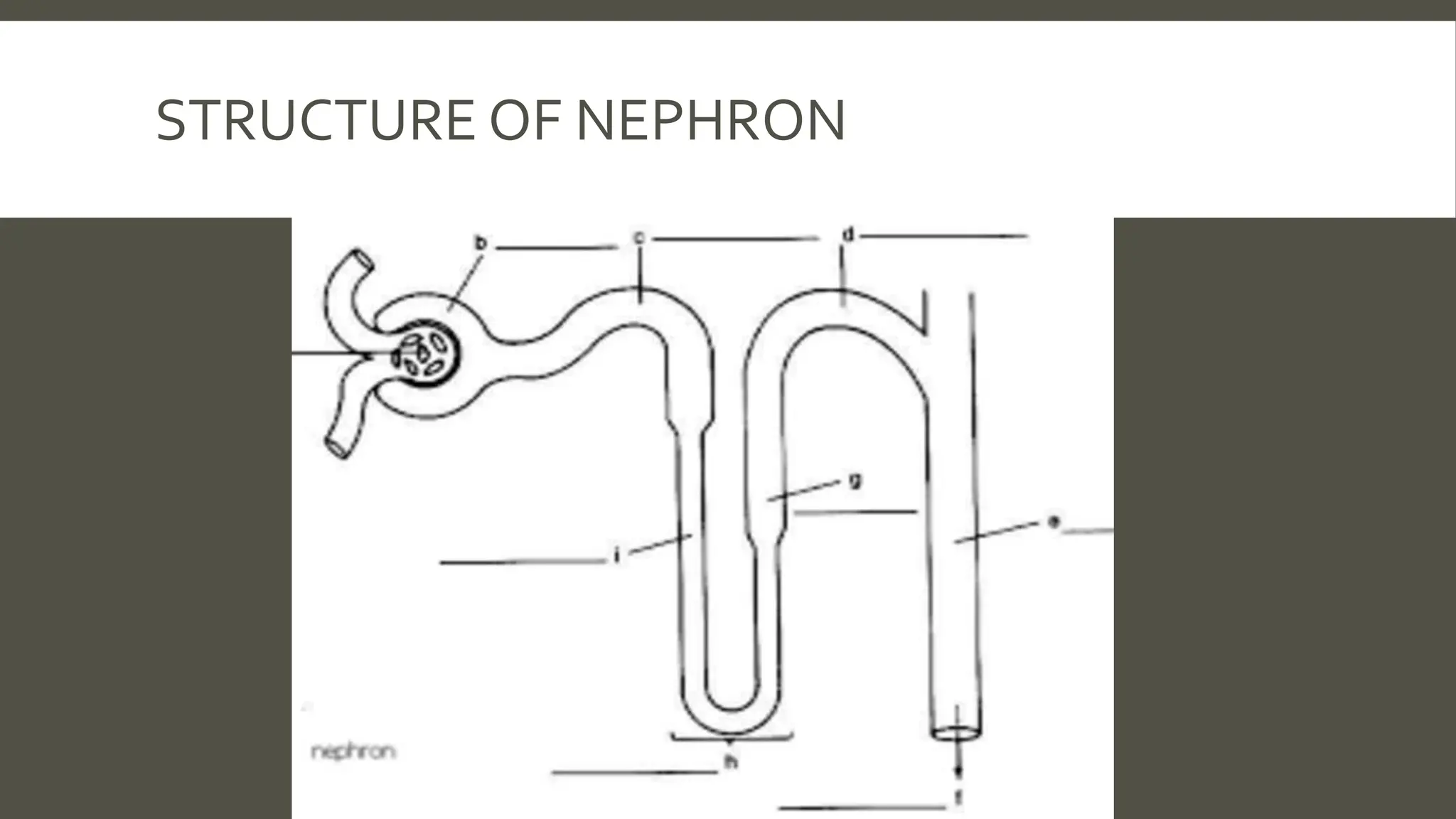 STRUCTURE OF NEPHRON
 