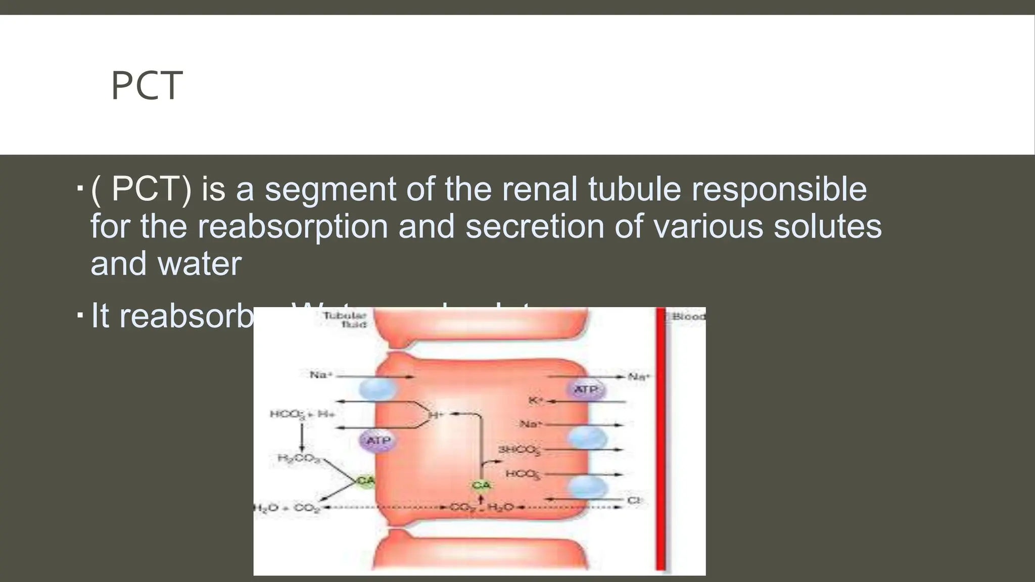 PCT
( PCT) is a segment of the renal tubule responsible
for the reabsorption and secretion of various solutes
and water
It reabsorbs Water and solutes
 