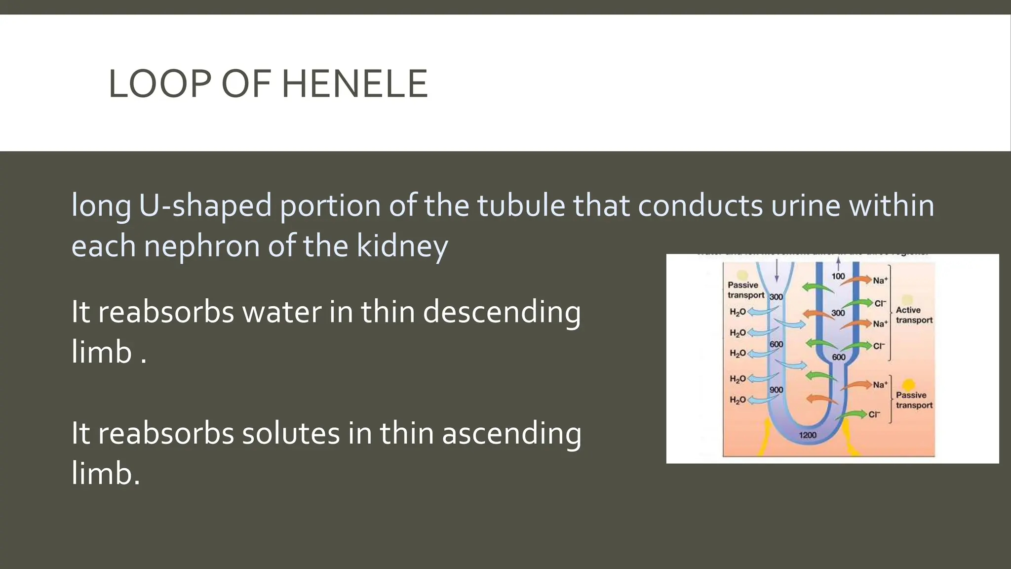 LOOP OF HENELE
long U-shaped portion of the tubule that conducts urine within
each nephron of the kidney
It reabsorbs water in thin descending
limb .
It reabsorbs solutes in thin ascending
limb.
 