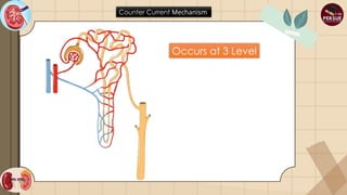 Counter Current Mechanism Human Physiology.pptx