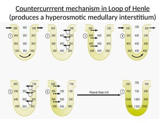 Counter current mechanism-physiology.ppt