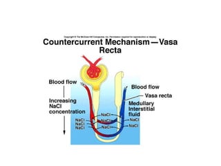 Injection Countercurrent Counter current mechanism-physiology.ppt
