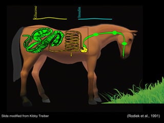 Glucose Insulin (Rodiek et al., 1991) Slide modified from Kibby Treiber 