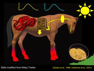 Glucose Insulin (Clarke et al., 1990; Valentine et al., 2001) Slide modified from Kibby Treiber 